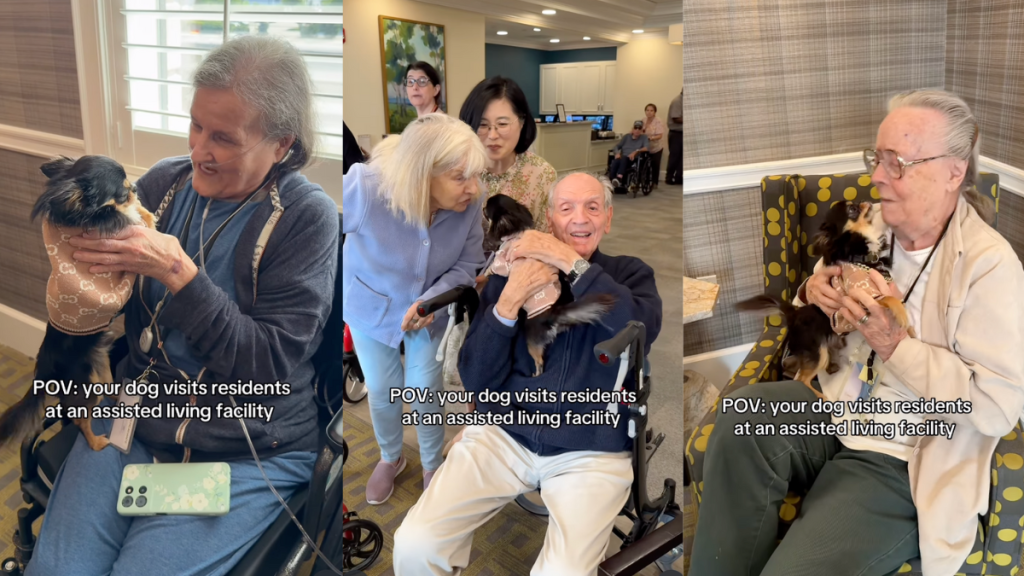 Fabio, the Chihuahua at an assisted living facility.