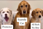 Three dogs and a fake rat prank