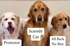 Three dogs and a fake rat prank