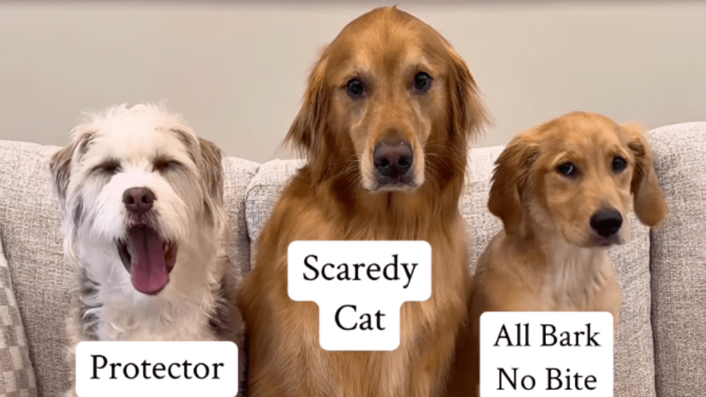 Three dogs and a fake rat prank