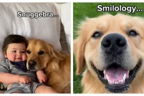 Video: Owner Reveals Degrees Golden Retriever & Toddler Studying For