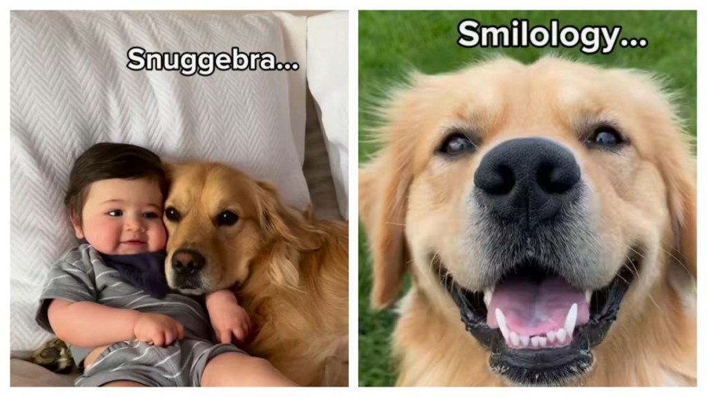 Video: Owner Reveals Degrees Golden Retriever & Toddler Studying For