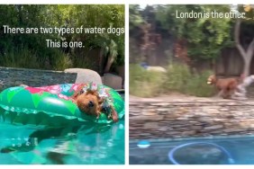 Owner Reveals Goldendoodle Siblings Are Two Completely Different ‘Water Dogs'