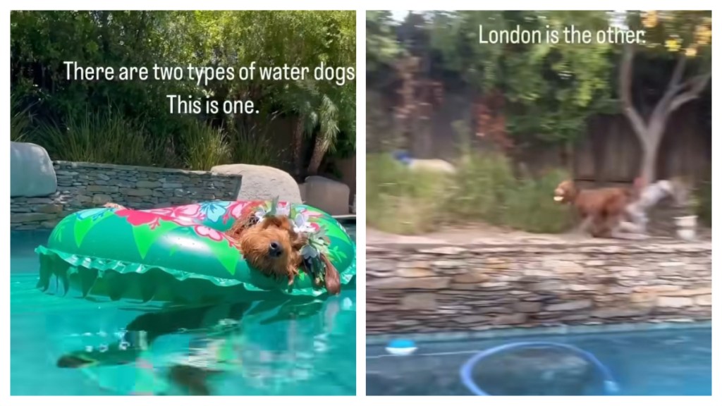 Owner Reveals Goldendoodle Siblings Are Two Completely Different ‘Water Dogs'