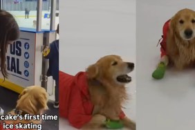 Video: Golden Retriever’s First Time Ice Skating Doesn’t Go as Planned