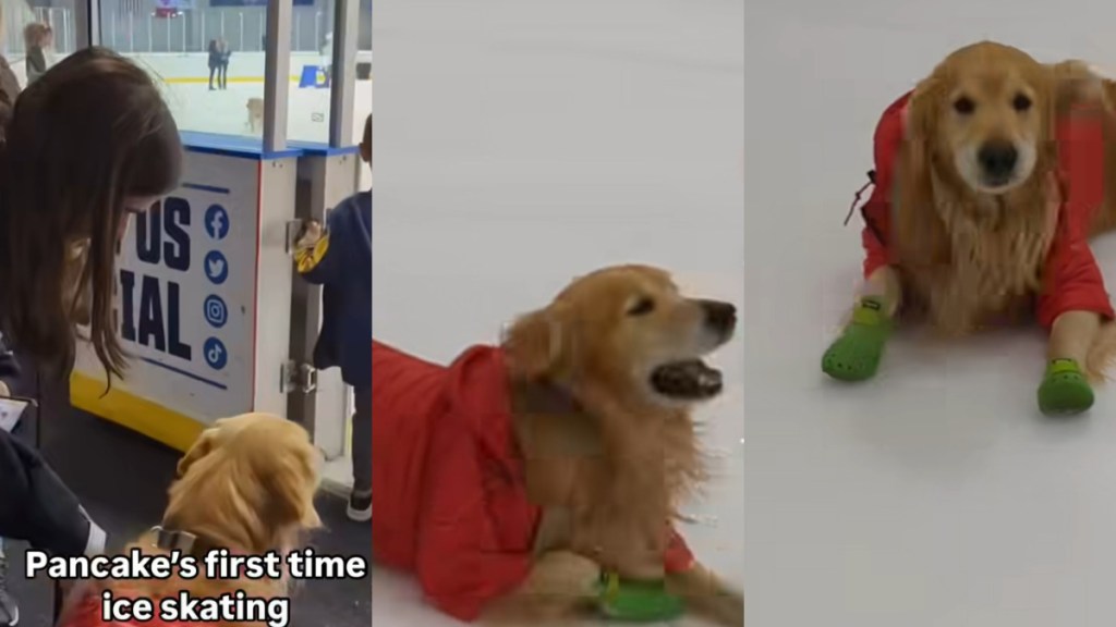 Video: Golden Retriever’s First Time Ice Skating Doesn’t Go as Planned