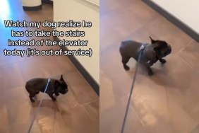 Video: Frenchie’s Reaction To Having To Take Stairs Instead of Elevator Is Too Funny To Miss