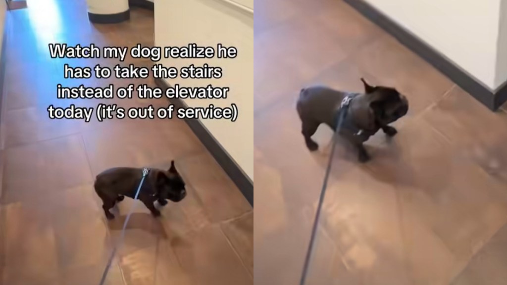 Video: Frenchie’s Reaction To Having To Take Stairs Instead of Elevator Is Too Funny To Miss