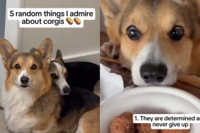Video: Owner Lists Down 5 Things They Admire About Corgis