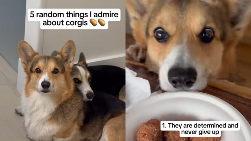 Video: Owner Lists Down 5 Things They Admire About Corgis