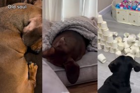 Video: Owner’s Two Dachshunds Have the Absolute Opposite Personalities