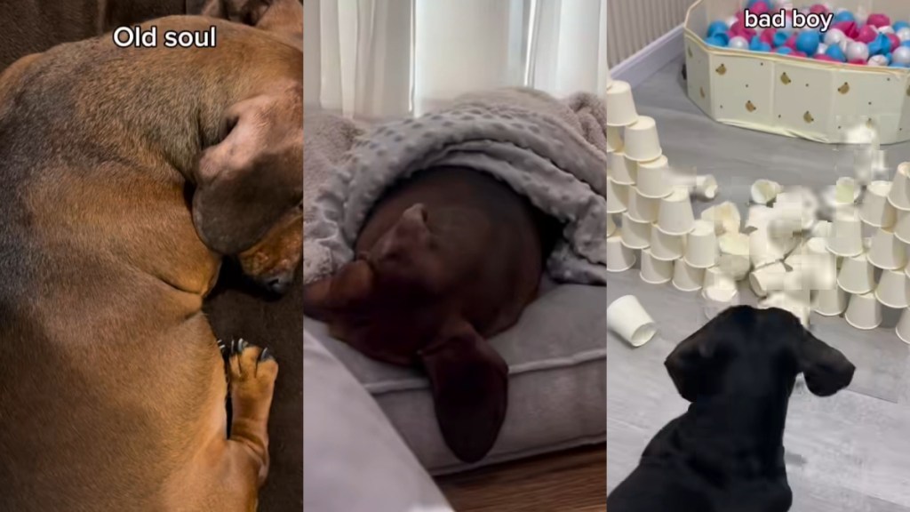 Video: Owner’s Two Dachshunds Have the Absolute Opposite Personalities