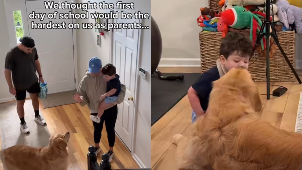 Video: Golden Retriever Reacts When Brother Goes to School for the First Time