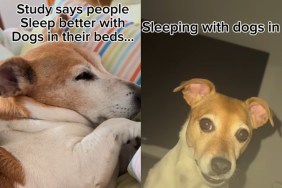 Jack Russell video