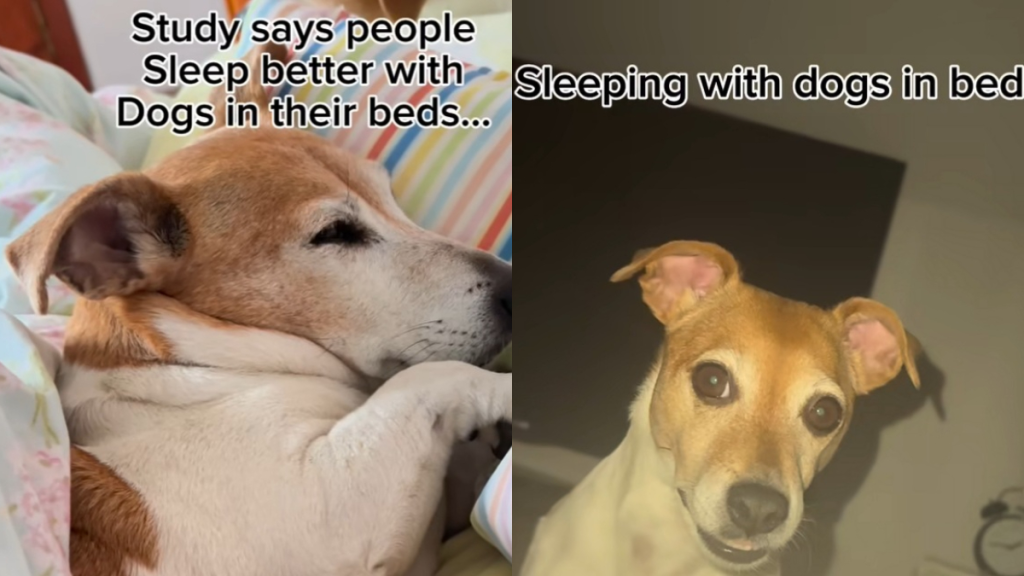 Jack Russell video