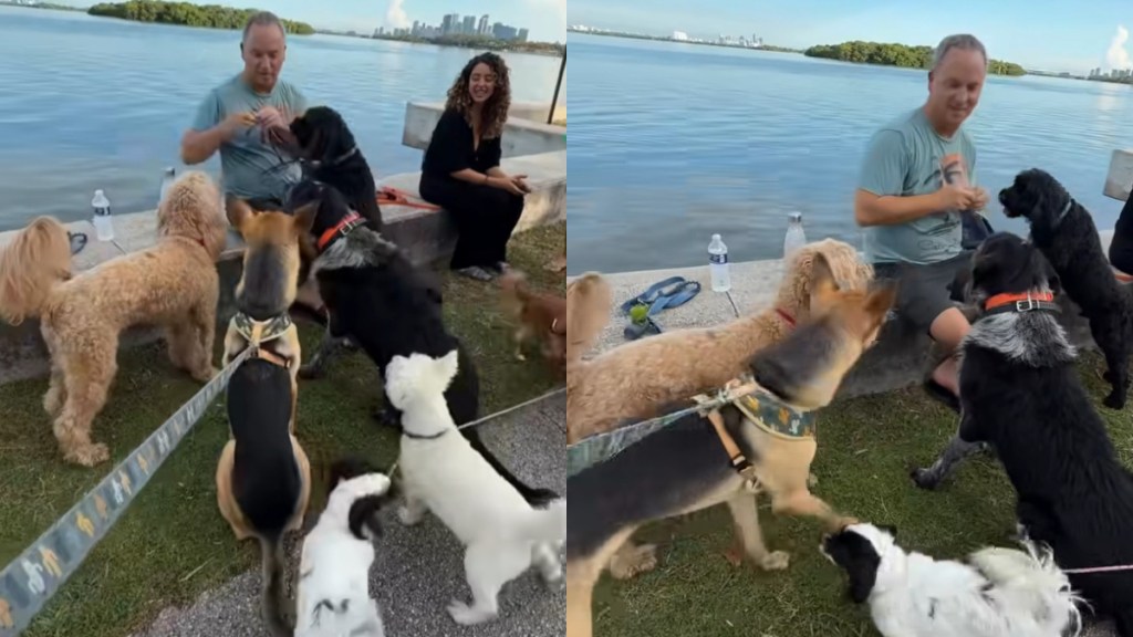Video: Rescue Puppy Excels During His First 'Happy Hour' in New Neighborhood
