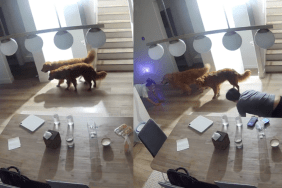 Dogs and their owner's funny night routine.