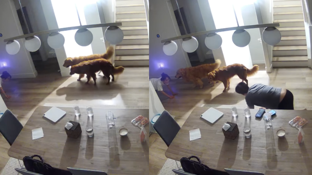 Dogs and their owner's funny night routine.
