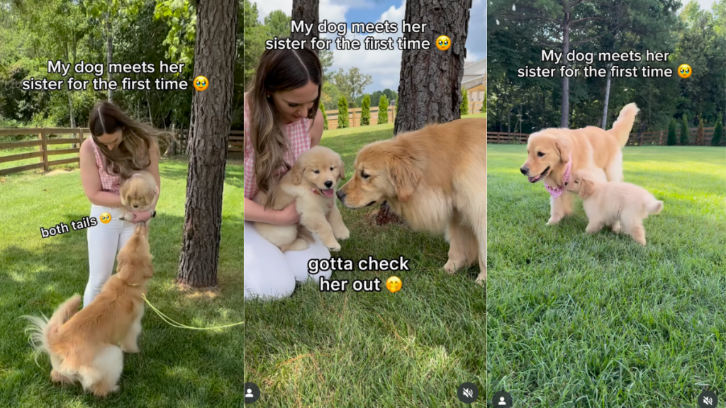 Golden Retriever meeting her new sister