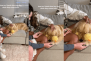 Golden Retriever getting pampered