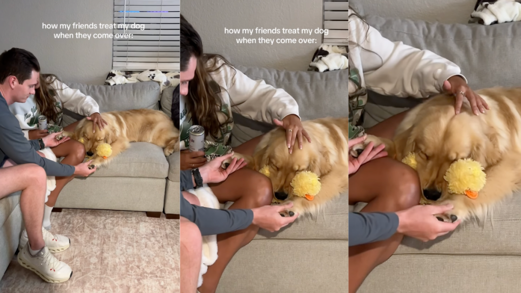 Golden Retriever getting pampered