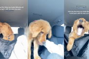 Golden pup protests being put in the back seat