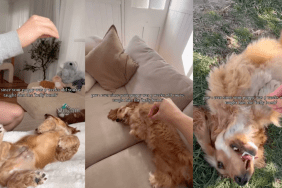 Puppy masters the belly bomb trick