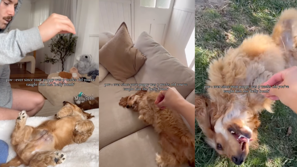 Puppy masters the belly bomb trick