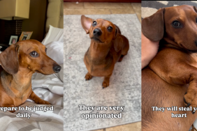 Life with a Dachshund.