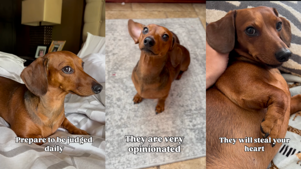 Life with a Dachshund.