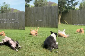 Foster dog learning to roll in the grass.