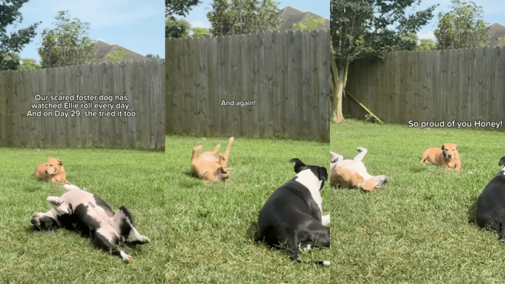 Foster dog learning to roll in the grass.