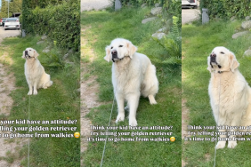 Golden Retriever refusing to end his walk.