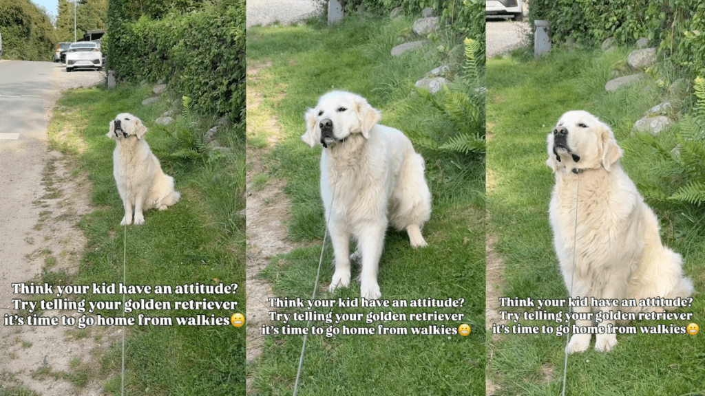 Golden Retriever refusing to end his walk.
