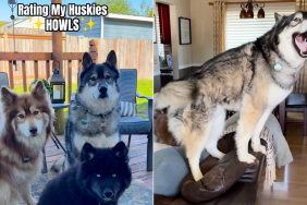 Husky pack howls video