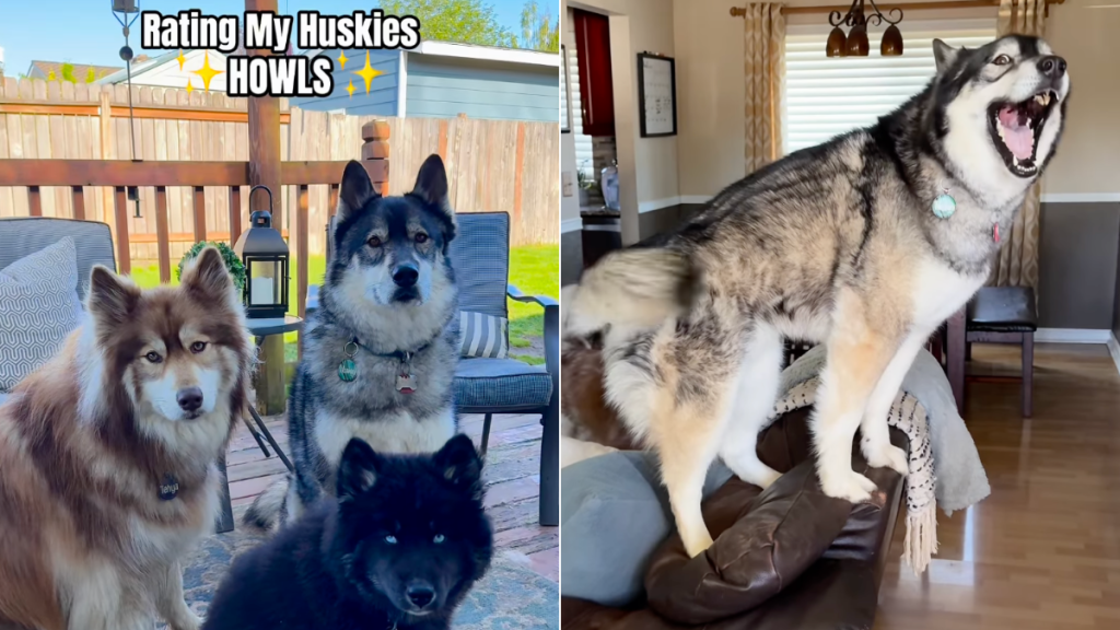 Husky pack howls video