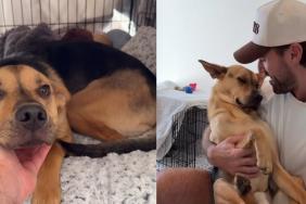 rescue puppy crate video