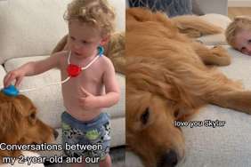 Golden Retriever toddler video