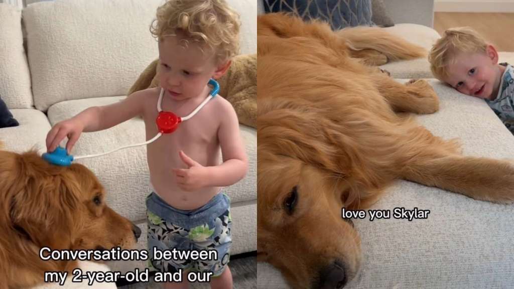 Golden Retriever toddler video