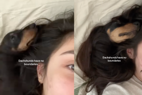 Mini Dachshund burrowing in Owner's hair.