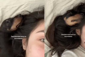 Mini Dachshund burrowing in Owner's hair.