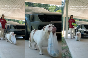 Bulldog helping human carry groceries.