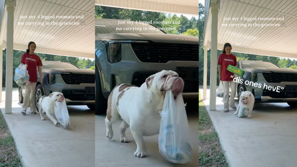 Bulldog helping human carry groceries.