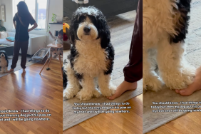 Dog puts paw on his owner's foot.