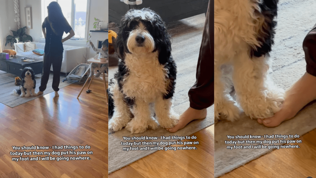 Dog puts paw on his owner's foot.