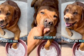 Dog paw soak.