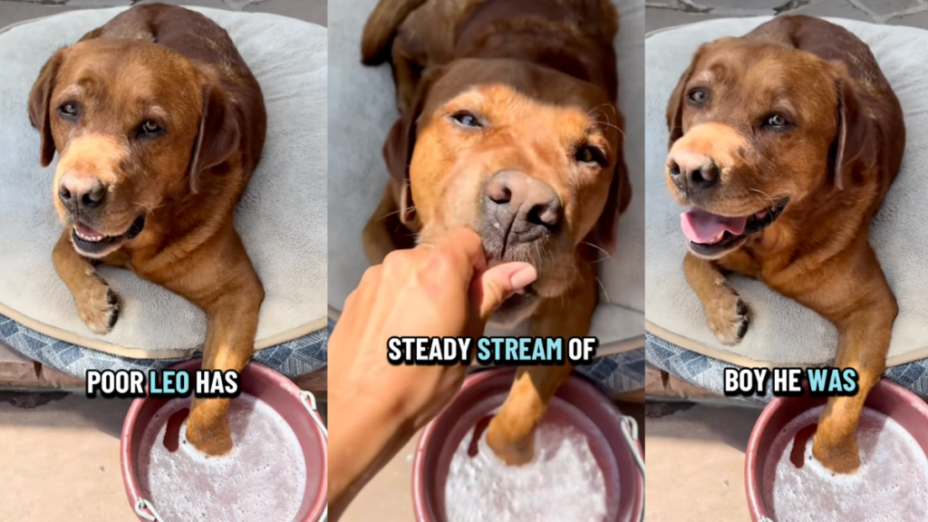 Dog paw soak.