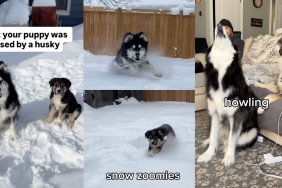 Dogs howling together.