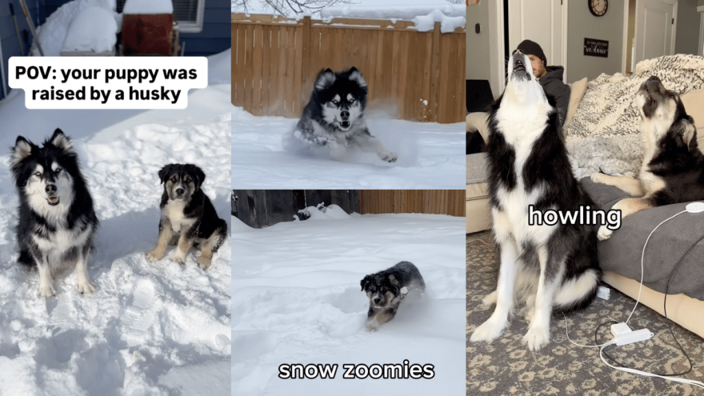 Dogs howling together.