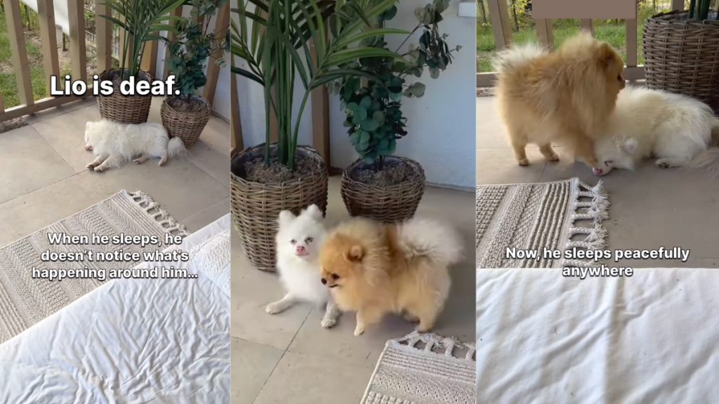 Pomeranian Matti wakes up his deaf sibling Lio.